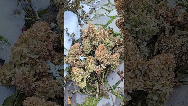 Обрезка гортензий осенью. Омск 19 октября 2025