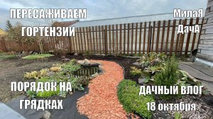 Пересаживаем взрослые гортензии | Порядок на грядках | Дачный влог 18 октября