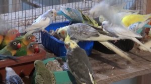 Попугаи ужинают.