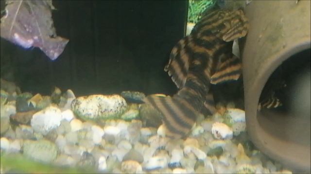 Купил 3 самки номерных сомов L 397 смотреть онлайн