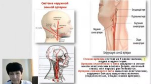 1 Гаева С.Ж. Лекция 42 Анатомия и физиология артериальной системы