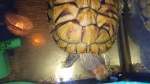 Красноухие черепахи 🐢 утро 20-10-2025