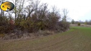 Охота с Русским спаниелем на фазана