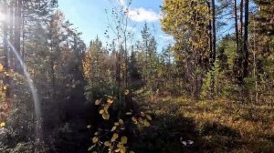 ТАЁЖНАЯ ИЗБУШКА НА ДИКОЙ РЕКЕ. ДОБРАЛИСЬ С СОБАКОЙ ДО ИЗБЫ И ОБАЛДЕЛИ. ЧИНИМ ПЕЧЬ В ИЗБЕ.