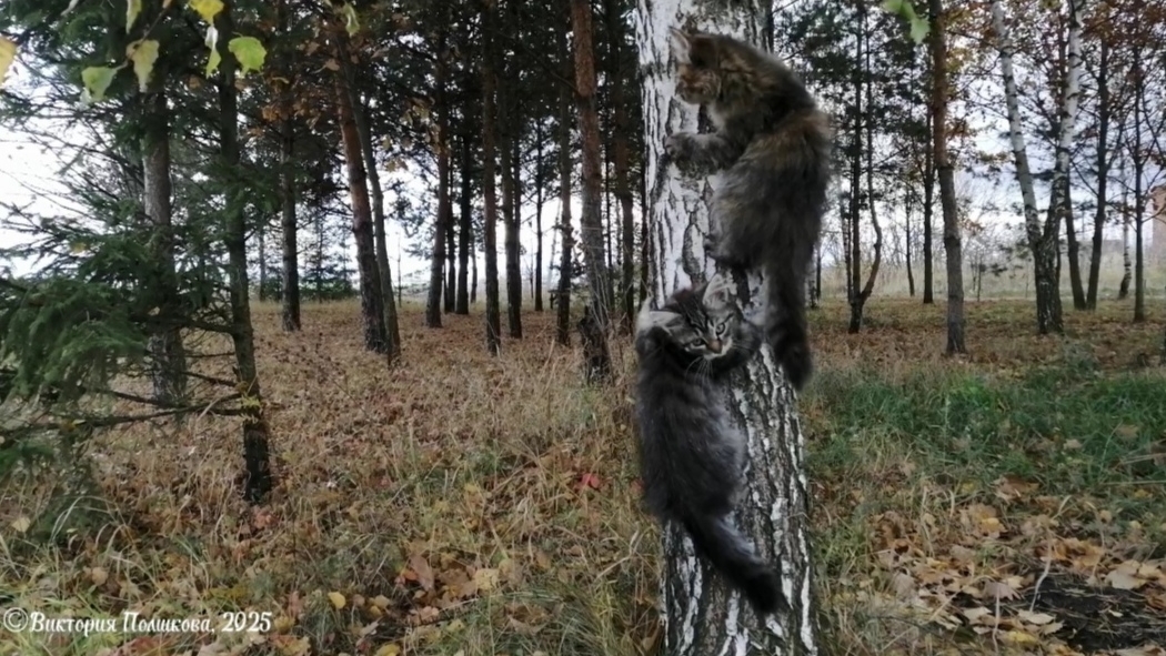 Осенние развлечения милых котят в парке смотреть онлайн