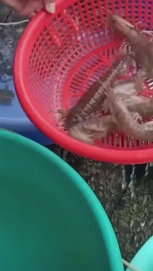 Танцующие креветки?!
