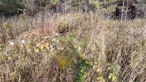 ПОКИНУТЫЙ МИР: Дикий Лес, Встреча с Лосями и Секреты Заброшенного Поселения.