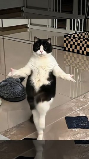 Наш кот отжигать не хуже человека часть 2