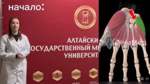 Мышцы кисти.Алтайский государственный медицинский университет.ЛД2504