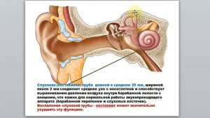 37 Гаева С.Ж. Лекция 32 Анатомия и физиология сенсорных систем Слуховой и вестибулярный анализаторы