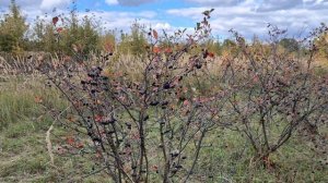 Ответы на ваши вопросы по выращиванию ирги