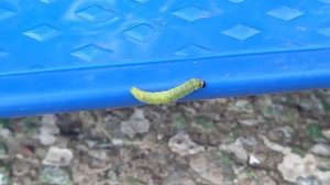 Яркая гусеница, на ярком скейтборде