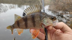 Микроджиг в октябре. Осенний окунь на ультралайт.