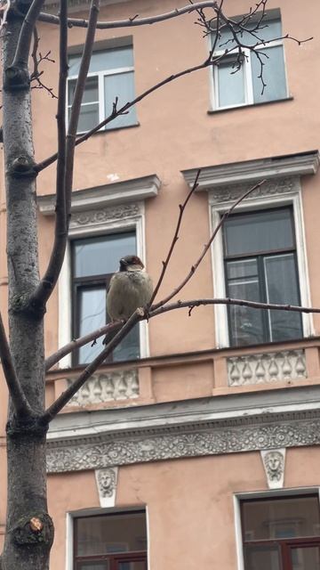 Мой Санкт-Петербург