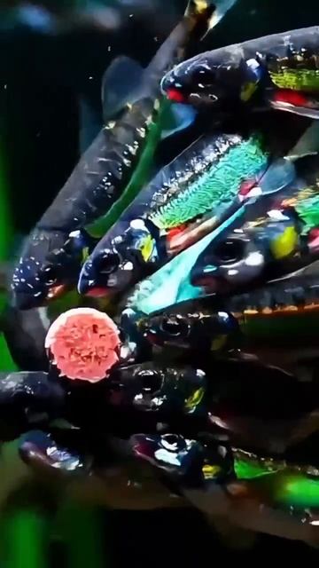 Гольян_(Phoxinus_phoxinus)_из_Китая_обедает смотреть онлайн