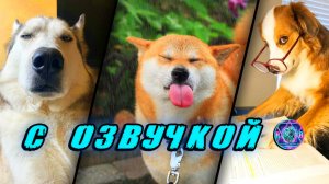 Смешные Коты! - С ОЗВУЧКОЙ! ПРИКОЛЫ С КОТАМИ! Самые смешные животные! Попробуй не засмеяться! 2025