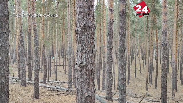 Порядка 250 спортсменов вышли на старт под Димитровградом смотреть онлайн