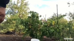 Своего винограда хватило. Это ЛОРА