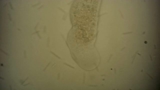 Амеба лимакс (лат. Amoeba Limax)