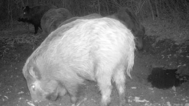 Кабаны фото ловушка смотреть онлайн