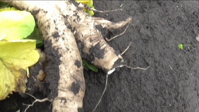 Дайкон ДРАКОН