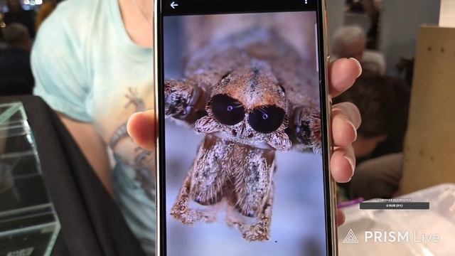 Запись стрима с ютуба от 19.10.25. Рептилиум день 2 смотреть онлайн