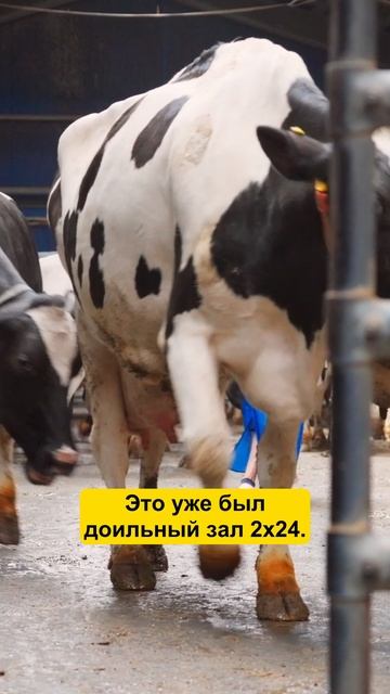 Устройство ФЕРМЫ: подсмотрели в ЕВРОПЕ #фермер #коровы #сельскоехозяйство #ферма #молоко смотреть онлайн