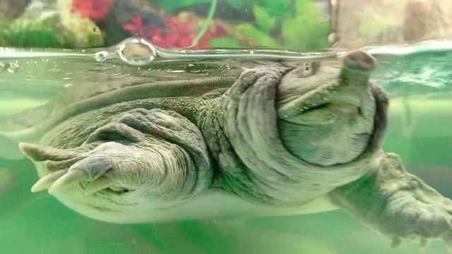 КИТАЙСКИЙ ТРИОНИКС #зоопарк #трионикс #дикиеживотные #wildanimals #zoopark