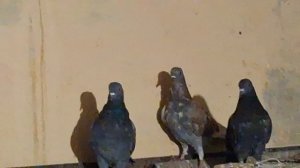 1000105576.mp4 Дома с голубями.Луганск.