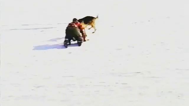 Собака издевается над человеком ! 🐕_🦺😡🌡