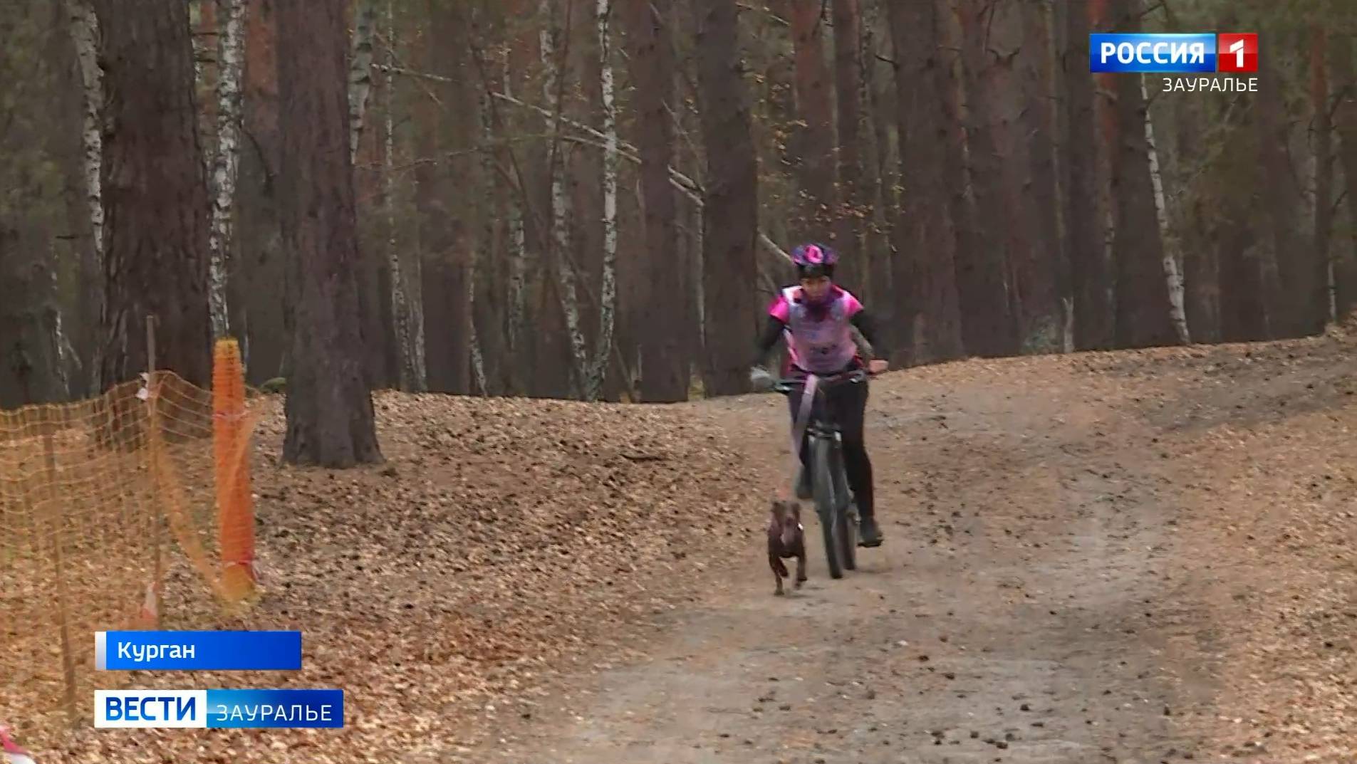 Чемпионат области по бесснежным дисциплинам ездового спорта и спринт-гонка «Октобер-Гав» смотреть онлайн