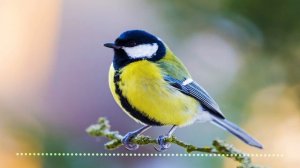 Умиротворяющая релаксация под пение синицы | Звуки природы