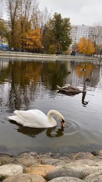 Парк Лианозово смотреть онлайн