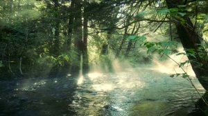 За песню белых журавлей