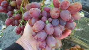 30.09.2025. Виноград АЛЬБАТРОС в г. Липецке.