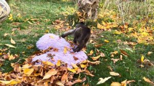 На Финика НАПАЛА ОСЕННЯЯ ХАНДРА и мы пытаемся его как-то РАЗВЕСЕЛИТЬ!))