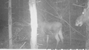 Как кричит лось на реву.Гон у лося звук.Голос лося на гону