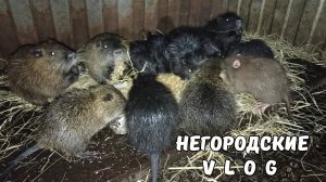 Нашёл лазейку , теперь Нутрята не убегут! 17.10.25