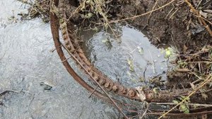 За золотом к Пчёлам