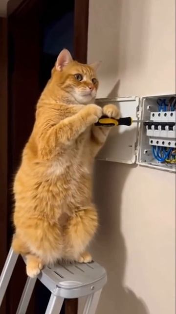 Вася, ты точно справишься? смотреть онлайн