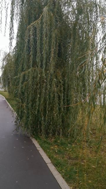 #плакучие#ивы смотреть онлайн