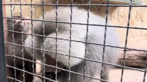 Видео о том, как мы ловко с Люськой ОБХИТРИЛИ Елисея!))