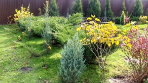 КАКИЕ МОЖЖЕВЕЛЬНИКИ МЕНЯЮТСЯ ОСЕНЬЮ, А КАКИЕ НЕТ. 20.10.2025г.