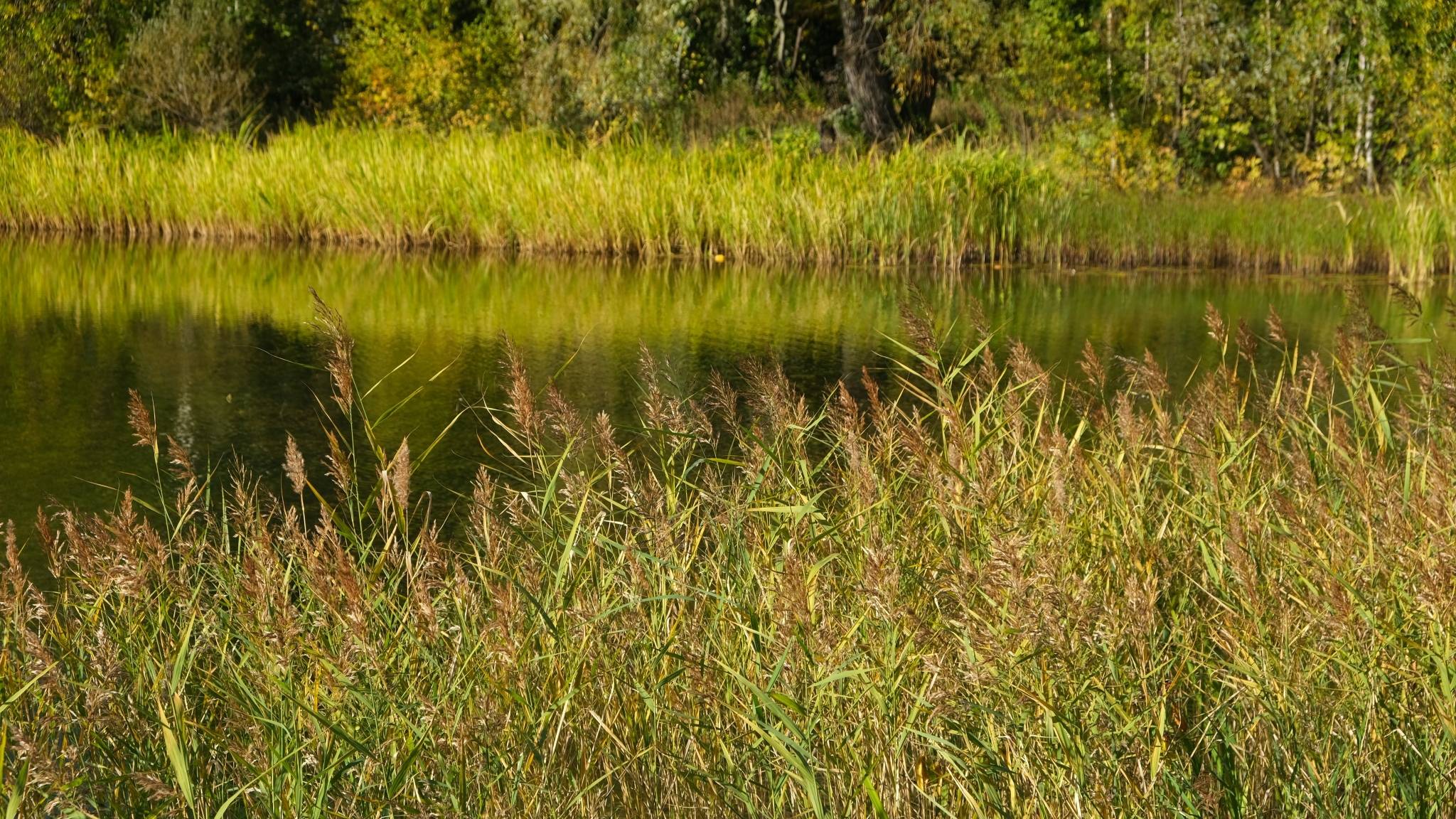 Прогулка с фотоаппаратом вокруг пруда, октябрь 2025