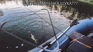 ЩУРОГАЙКИ ОДОЛЕЛИ