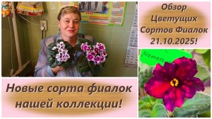 Обзор Цветущих Сортов Фиалок 21.10.2025! Новые сорта фиалок нашей коллекции!