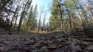 Охота на рябчика с манком.