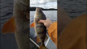 Лесные озера