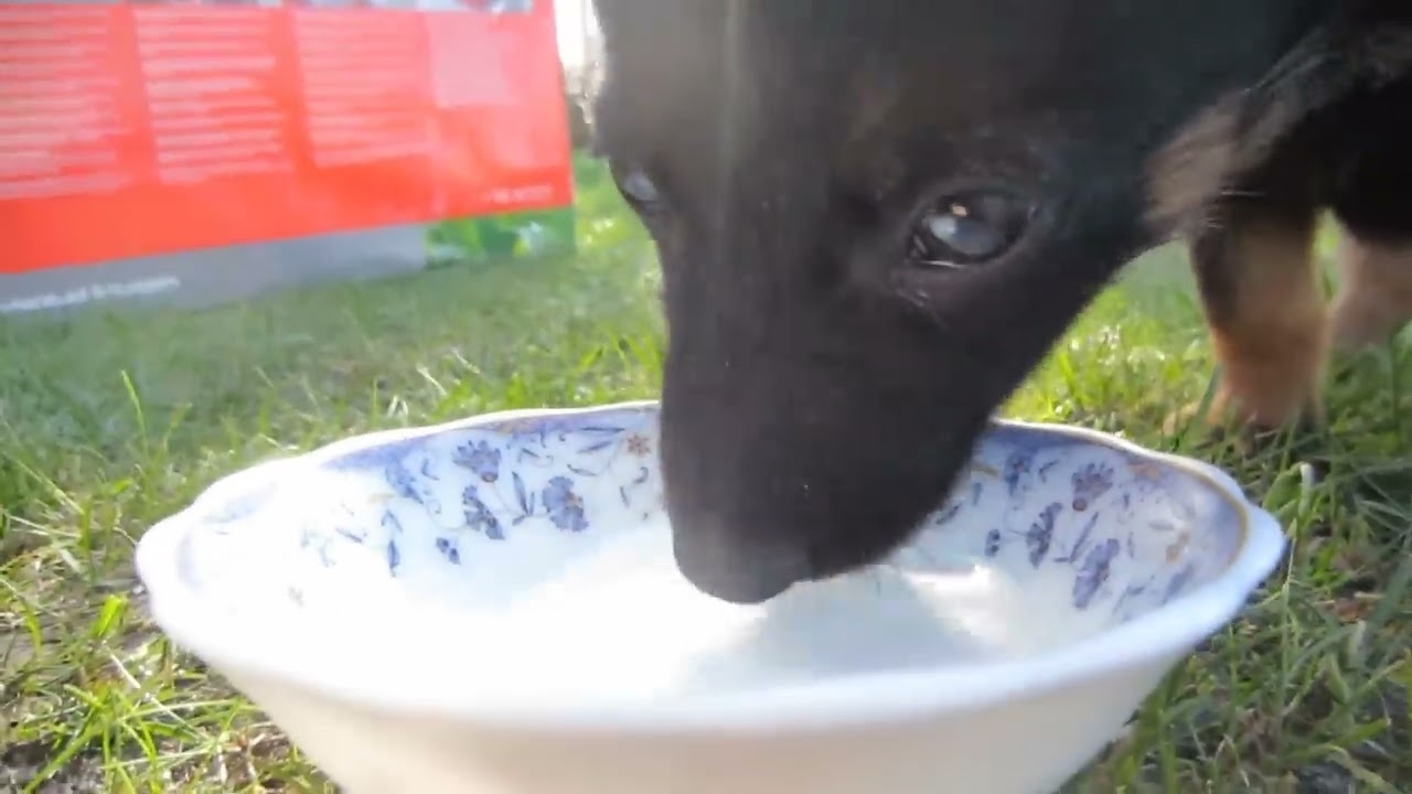 ПУШИСТИКИ ЗНАКОМЯТЬСЯ С НОВЫЫИ ПИТОМЦЕМ! [2019] смотреть онлайн