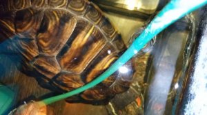 Красноухие черепахи 🐢 день 21-10-2025